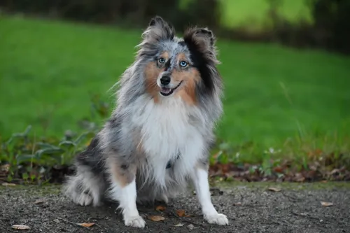 Fascinating Facts for Kids About Shetland Sheepdogs