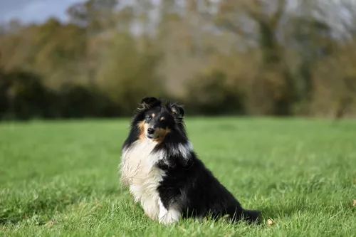 Fascinating Facts for Kids About Shetland Sheepdogs