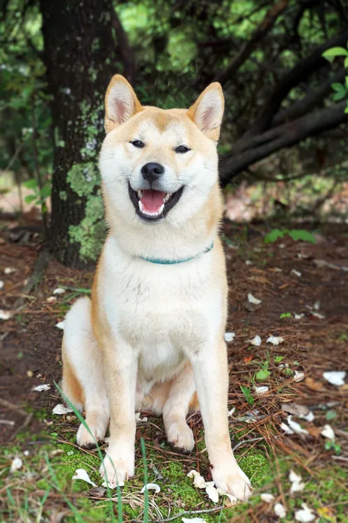 Fascinating Facts for Kids About Shiba Inus