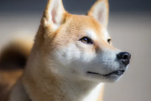 Fascinating Facts for Kids About Shiba Inus