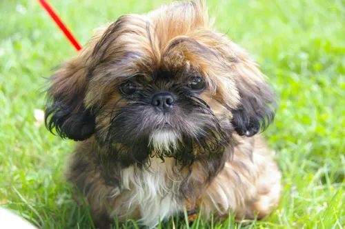 Fascinating Facts for Kids About Shih Tzu