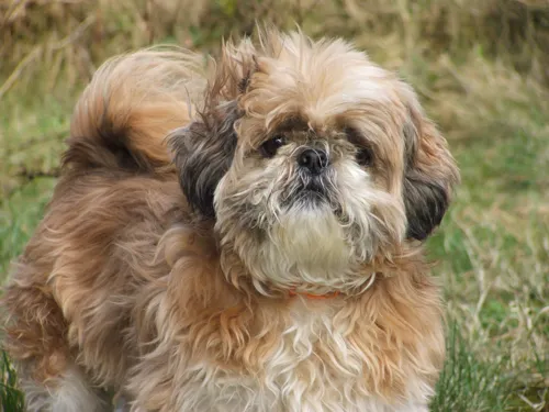 Fascinating Facts for Kids About Shih Tzu