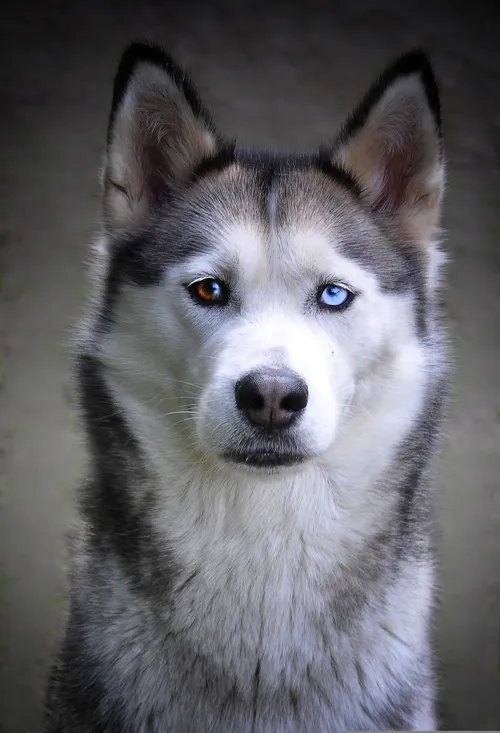 Fascinating Facts for Kids About Siberian Huskies
