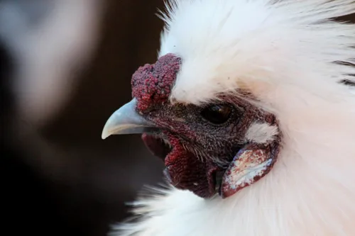 Fascinating Facts for Kids About Silkie Chickens