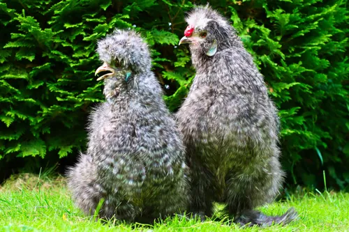 Fascinating Facts for Kids About Silkie Chickens