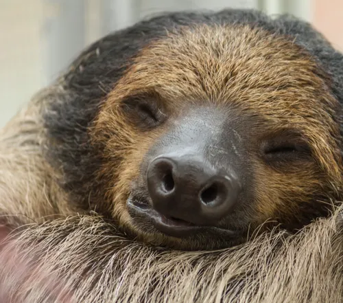 Fascinating Facts for Kids About Sloths