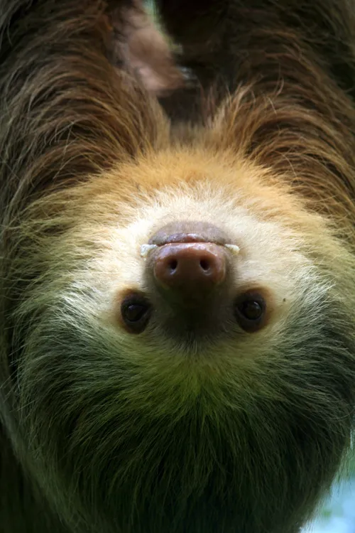 Fascinating Facts for Kids About Sloths