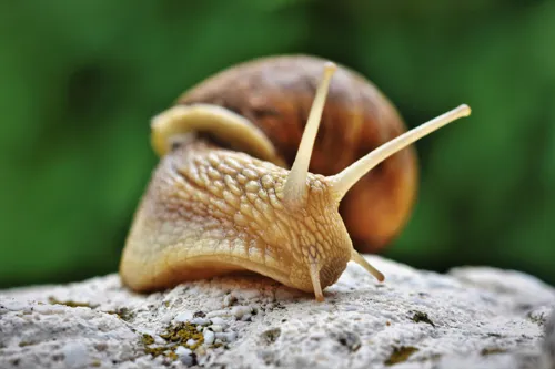 Fascinating Facts for Kids About Snail