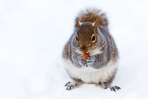Fascinating Facts for Kids About Squirrels