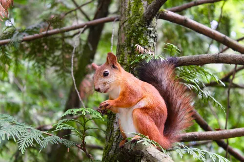 Fascinating Facts for Kids About Squirrels