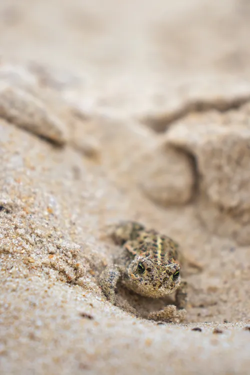 Fascinating Facts for Kids About Toads