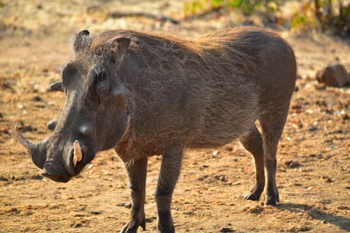 Fascinating Facts for Kids About Warthogs