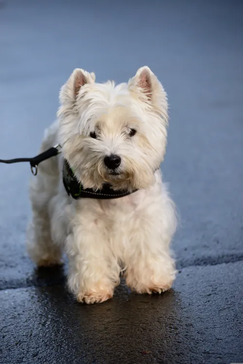 Fascinating Facts for Kids About West Highland White Terriers