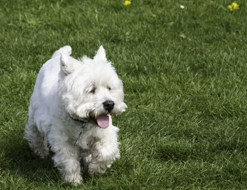 Fascinating Facts for Kids About West Highland White Terriers
