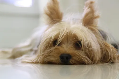 Fascinating Facts for Kids About Yorkshire Terriers