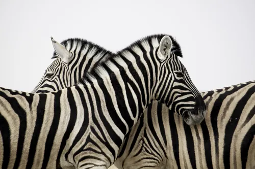 Fascinating Facts for Kids About Zebras