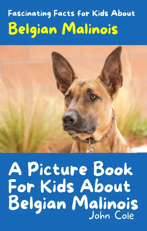 Fascinating Facts for Kids About Belgian Malinois