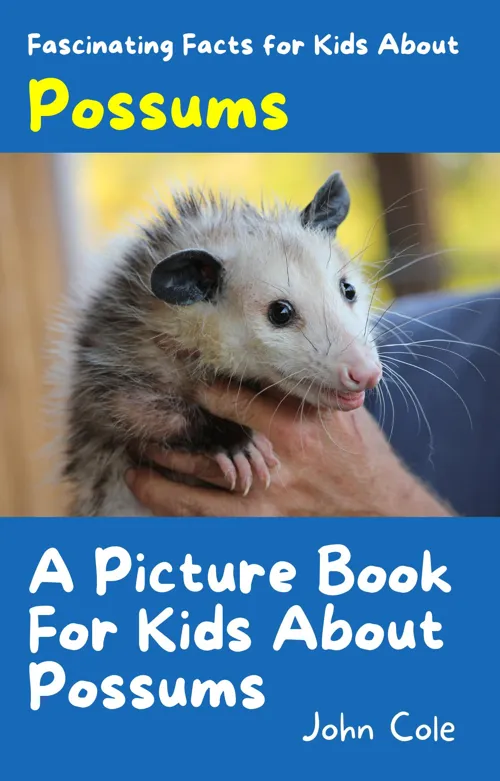 Fascinating Facts for Kids About Possums